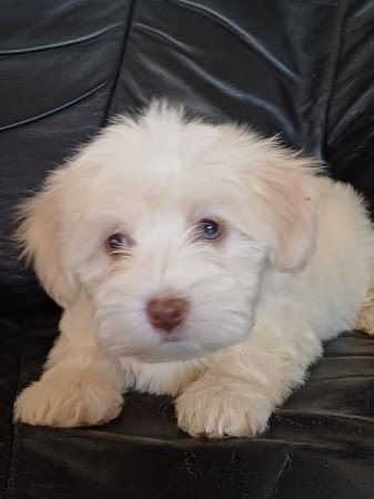 bichon havanese