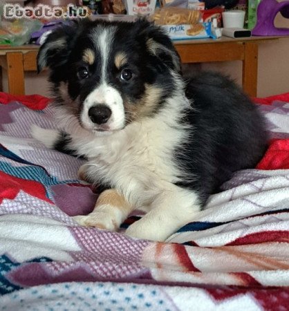 Törzskönyves Border Collie kiskutyák