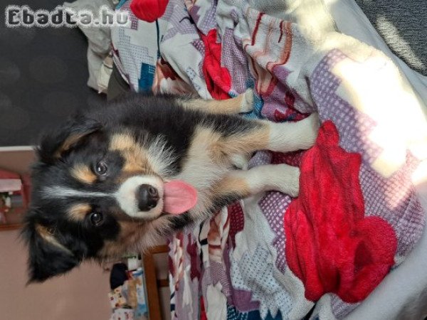 Törzskönyves Border Collie kiskutyák