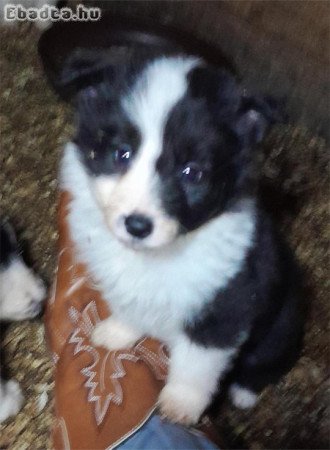 Border Collie kiskutyák
