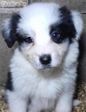 Border Collie kiskutyák