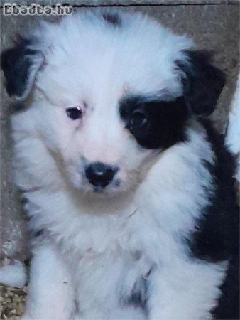 Border Collie kiskutyák