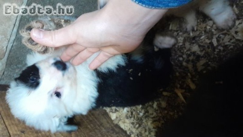 Border Collie kiskutyák