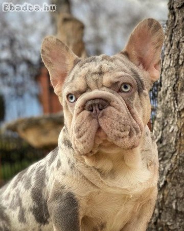 Francia bulldog