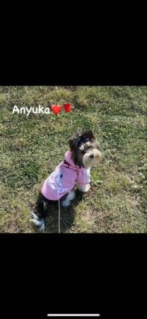 Biro Yorkshire terrier