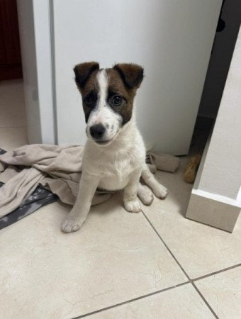 Jack Russel Terrier