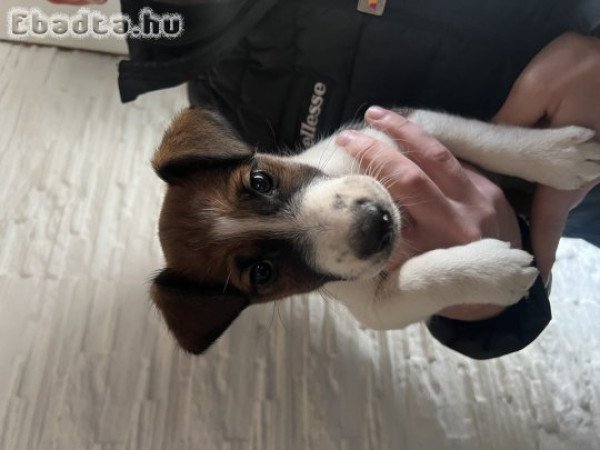 Eladó kutyusok