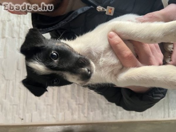 Eladó kutyusok