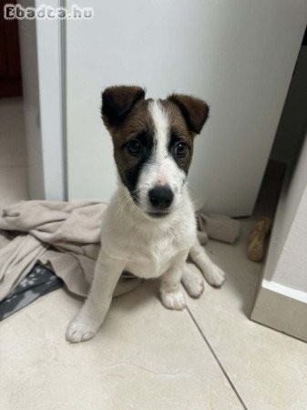Jack Russel Terrier