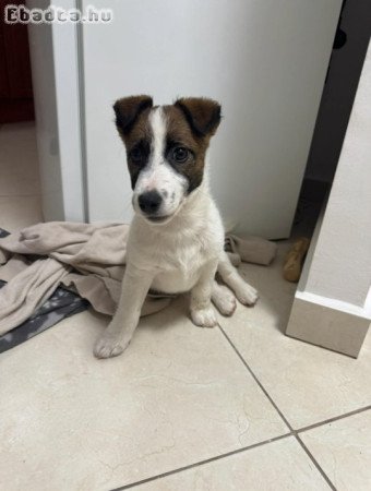Jack Russel Terrier