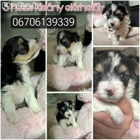 Biewer Yorkshire Terrier kislány  6 hetes!