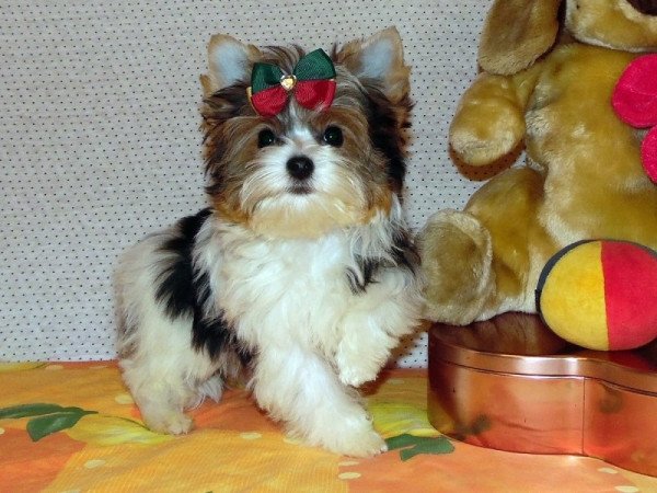 Biewer Yorkshire terrier, Yorki