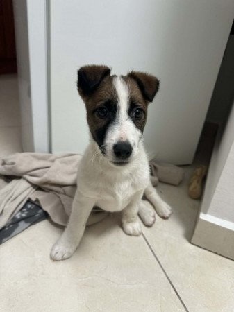 Jack Russel Terrier
