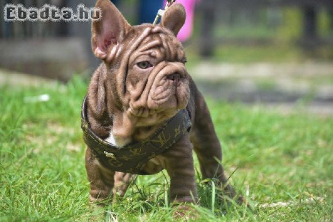 French bull dog for sale or adoption