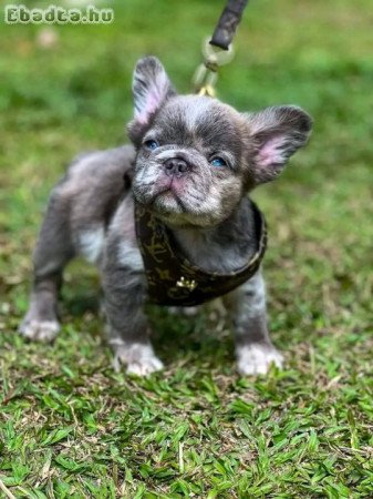 French bull dog for sale or adoption