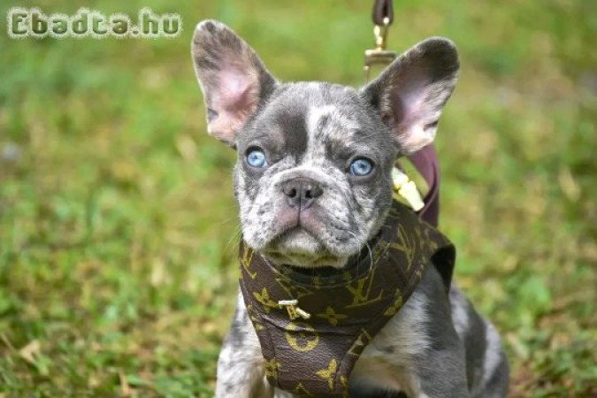 French bull dog for sale or adoption