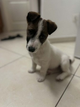 Jack Russel Terrier