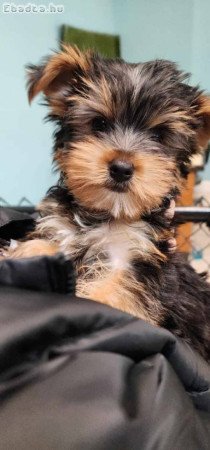 Yorkie puppies for sales or rehoming