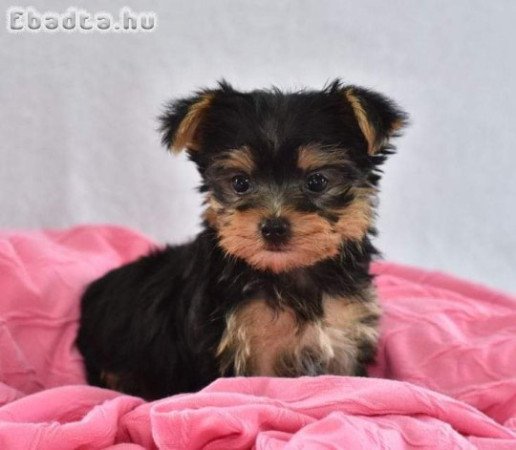 Yorkie puppies for sales or rehoming