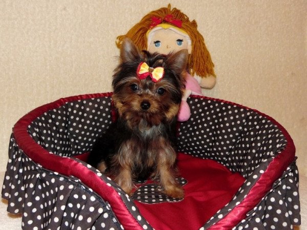 Yorkshire Terrier, Yorki