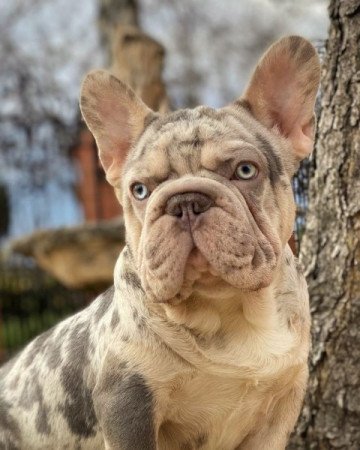 Francia bulldog
