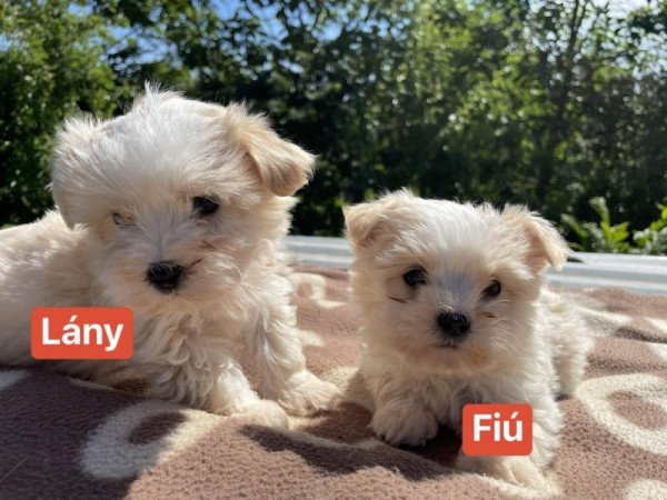 Maltipoo Havanese