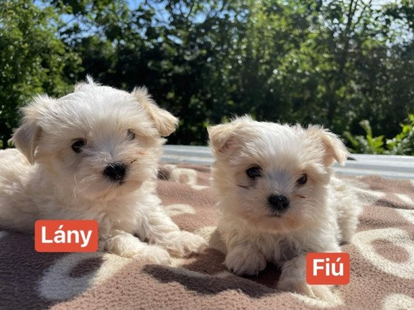 Maltipoo Havanese