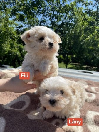 Maltipoo Havanese