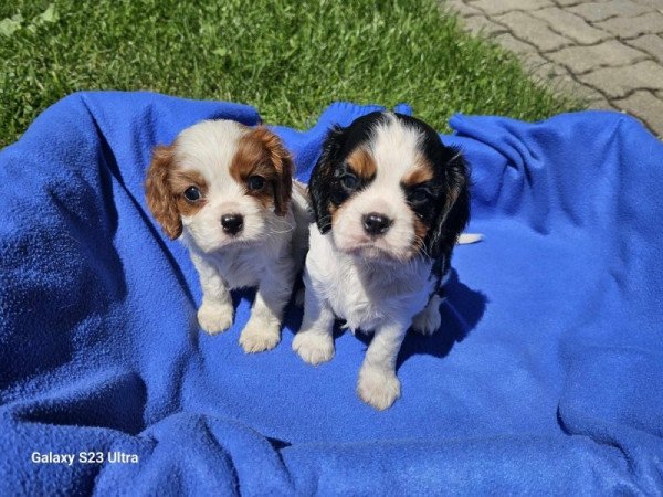 cavalier king charles spániel