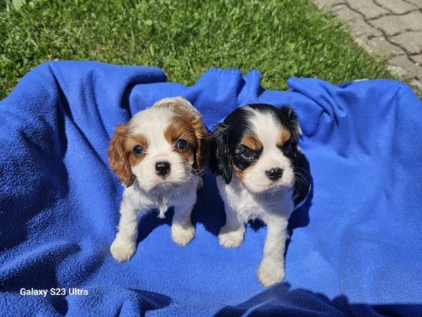 cavalier king charles spániel