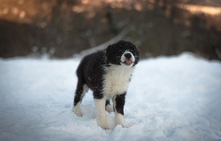 Border Collie