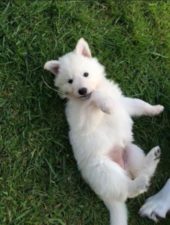 3 White German Shepherd puppies for sale