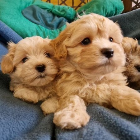 Bichon havanese