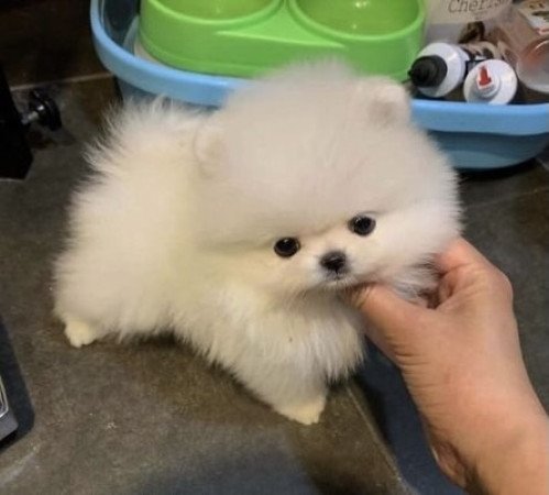 Pomeranian puppy for sale