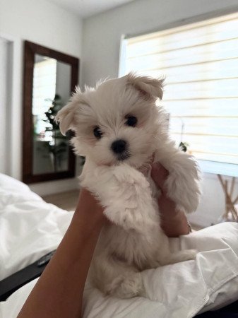 Maltese Puppies for sale