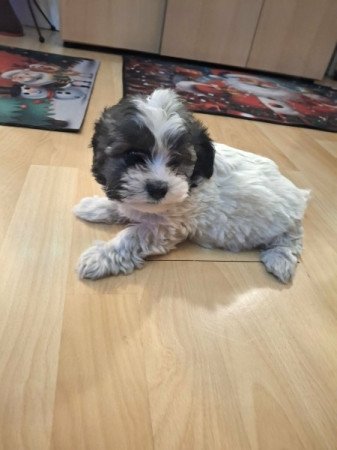bichon havanese