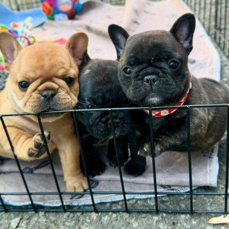 3 Pug Puppies for sale