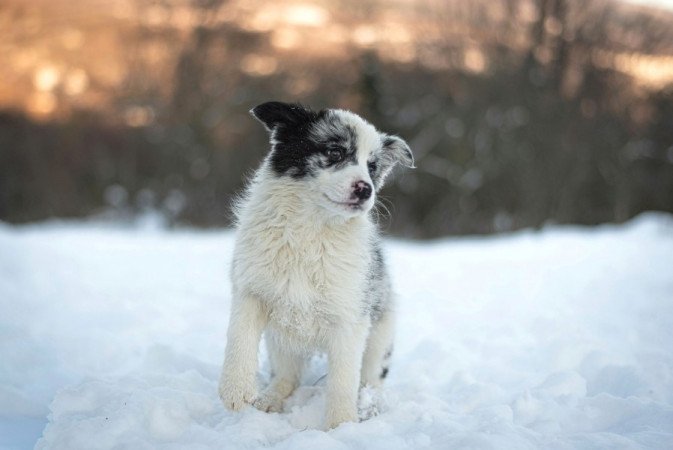 Border Collie