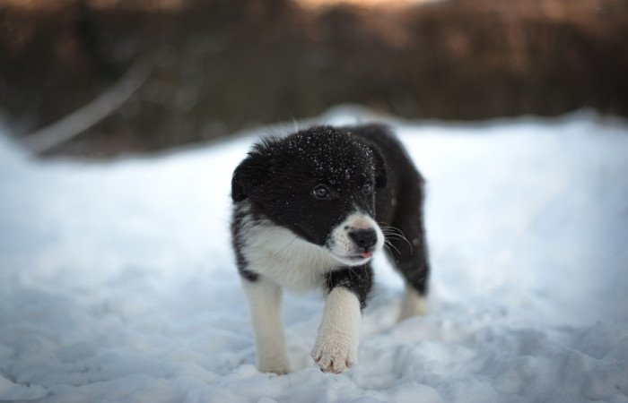Border Collie