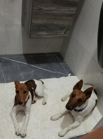 Simaszőrű foxterrier