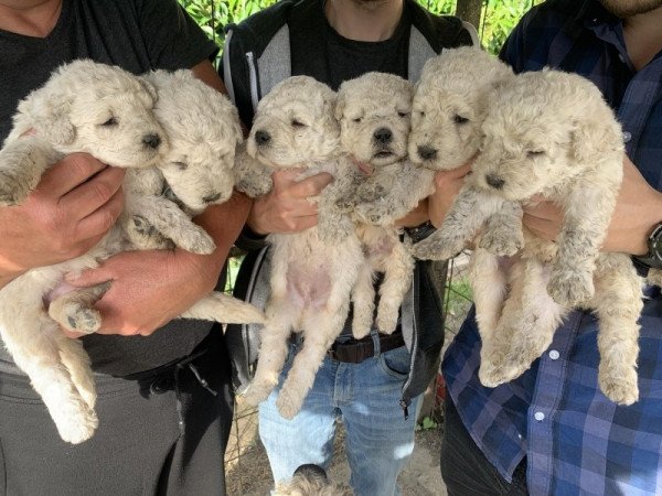 Komondor