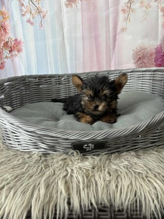 Yorkshire terrier