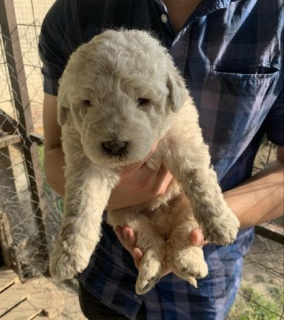 Komondor