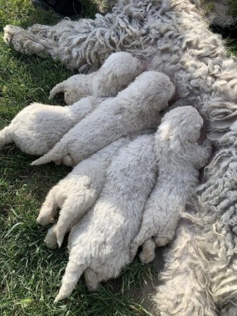 Komondor