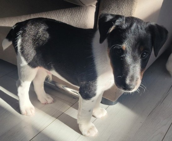 Simaszőrű foxterrier