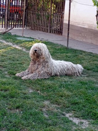 Komondor