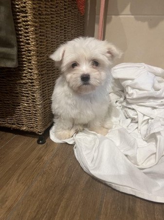 Bichon havanese
