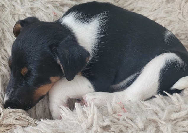 Simaszőrű foxterrier