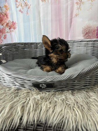 Yorkshire terrier