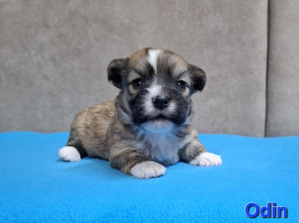 Bichon havanese kiskutyák